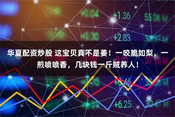 华夏配资炒股 这宝贝真不是姜!一咬脆如梨,一煎喷喷香,几块钱一斤贼养人!